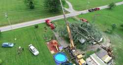 Tree on House Cleanup - 03