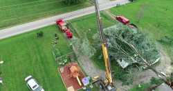 Tree on House Cleanup - 04