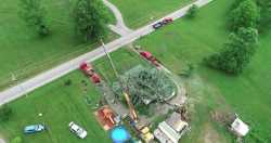 Tree on House Cleanup - 01