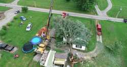 Tree on House Cleanup - 02