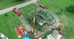 Tree on House Cleanup - 05